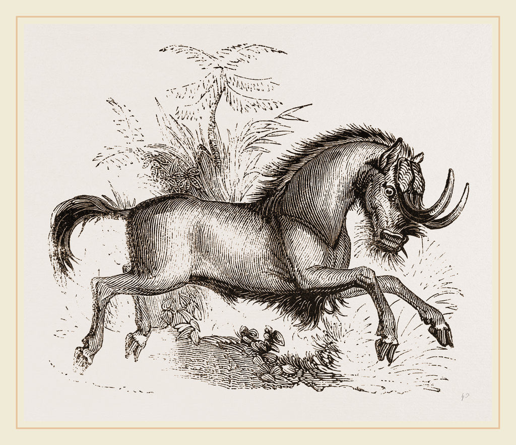 Detail of Gnu by Anonymous