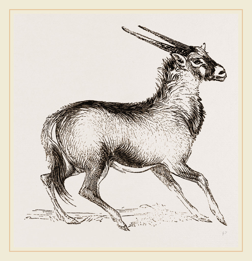 Detail of Oryx by Anonymous