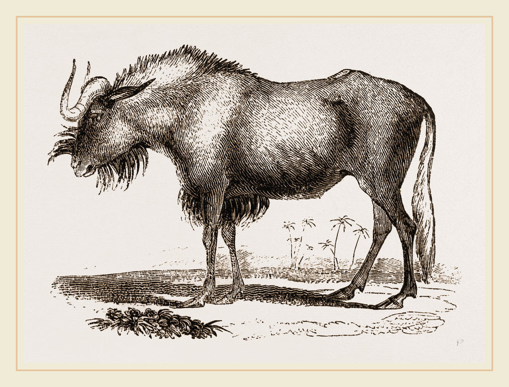 Detail of Gnu by Anonymous