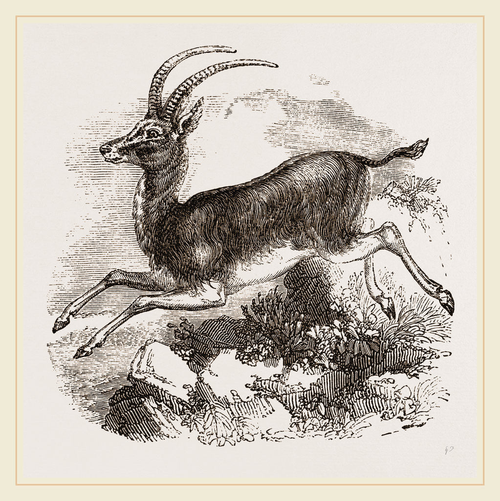 Detail of Blauwbok by Anonymous