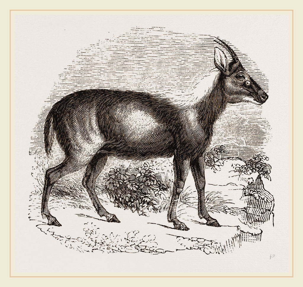 Detail of Wild Goat of the Malays by Anonymous