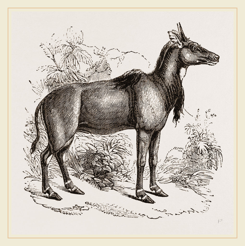 Detail of Nyl-ghau by Anonymous