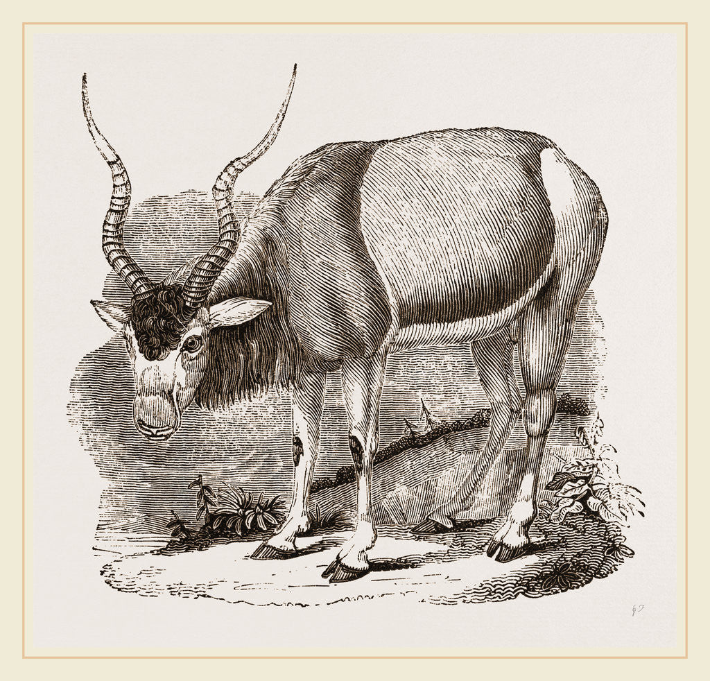 Detail of Addax by Anonymous