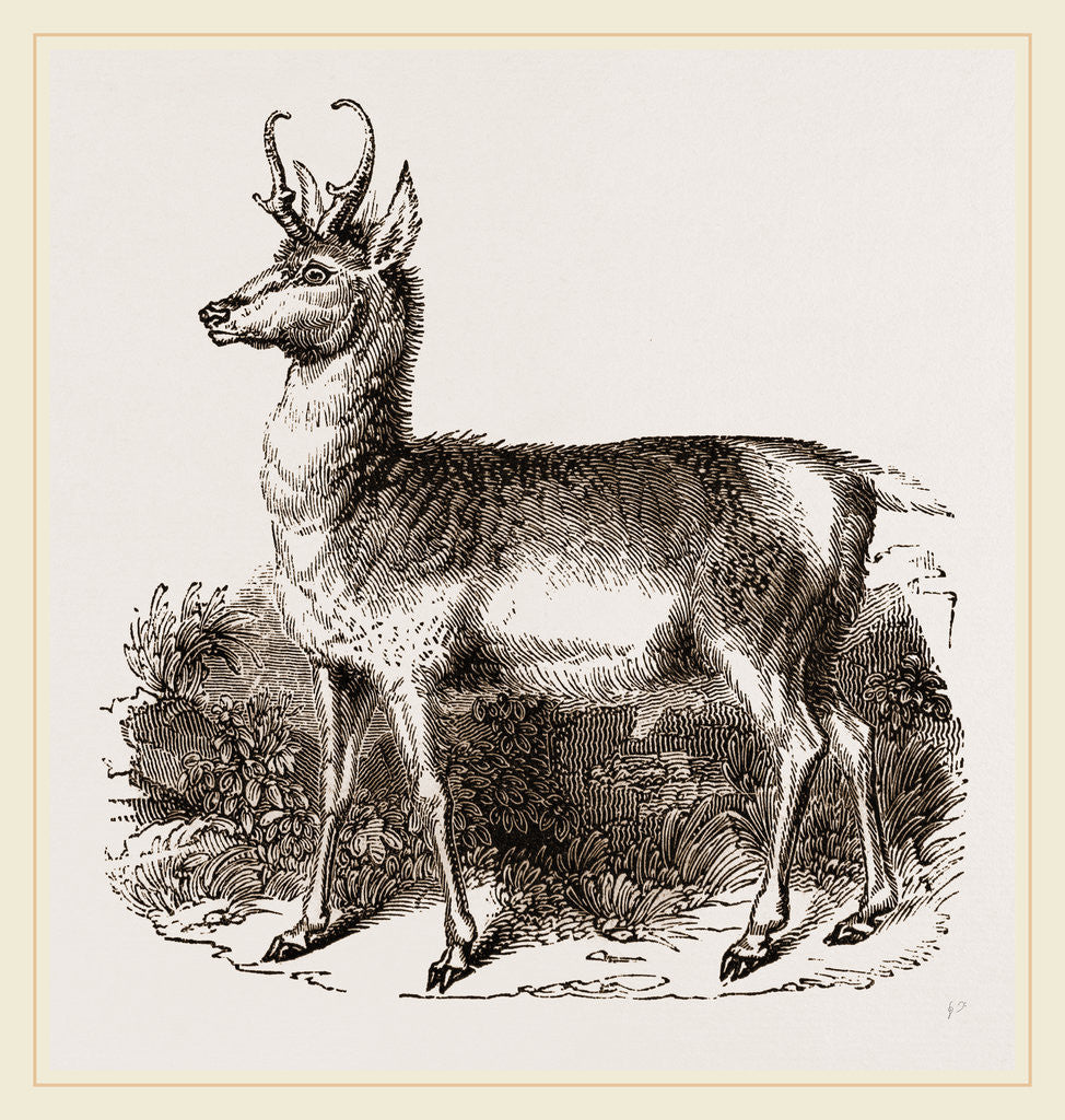 Detail of Prongbuck by Anonymous