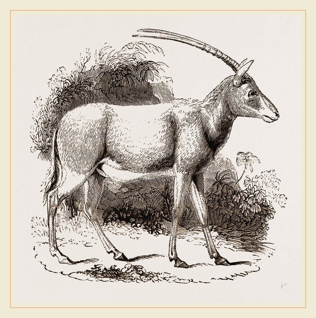 Detail of Abu Harb by Anonymous