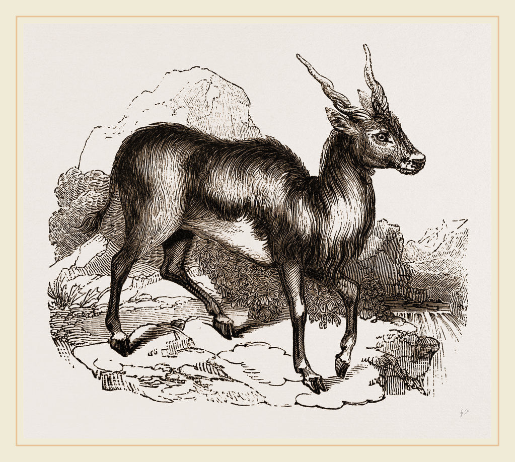 Detail of Canna by Anonymous