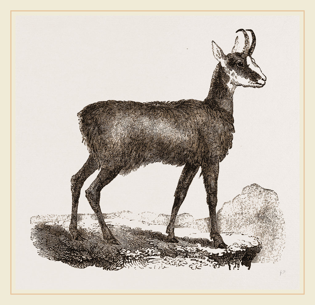 Detail of Chamois by Anonymous