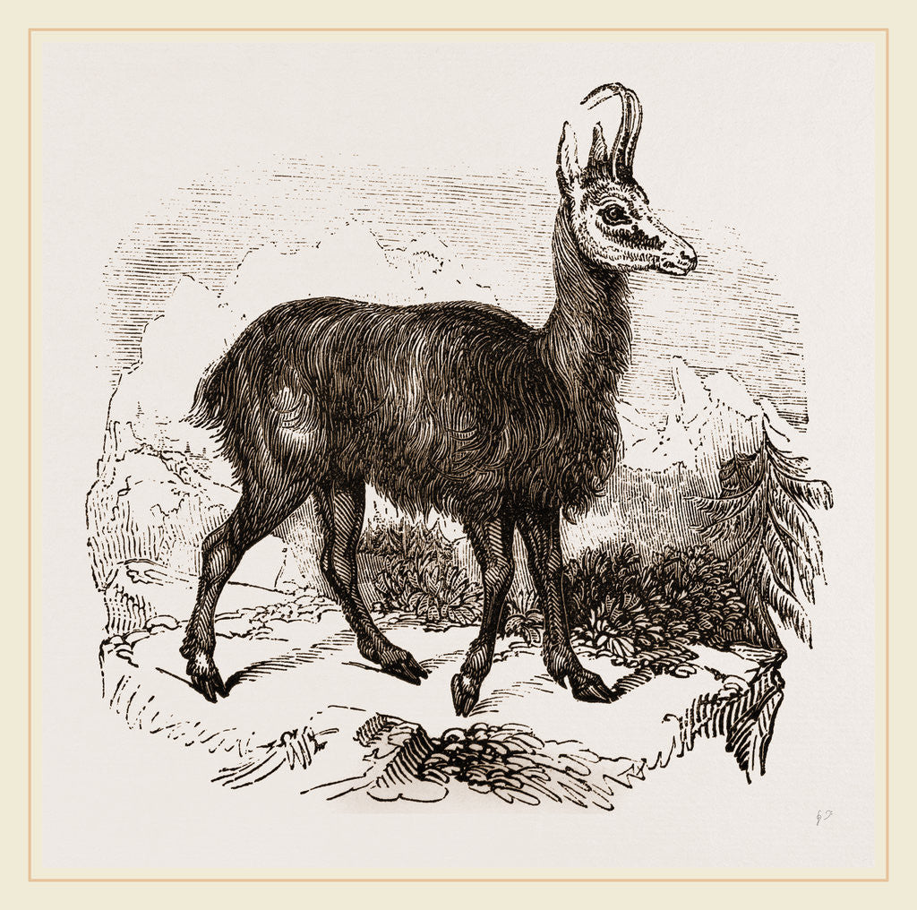 Detail of Chamois by Anonymous