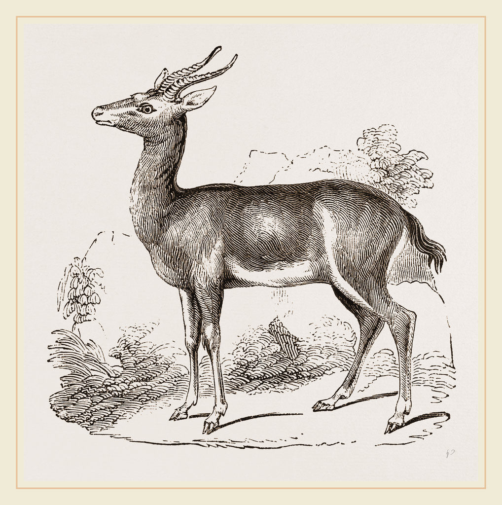 Detail of Dorcas Gazelle by Anonymous