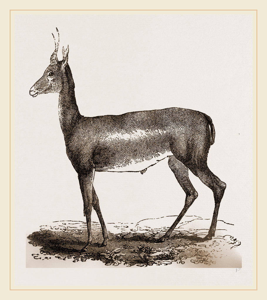 Detail of Blessbok by Anonymous
