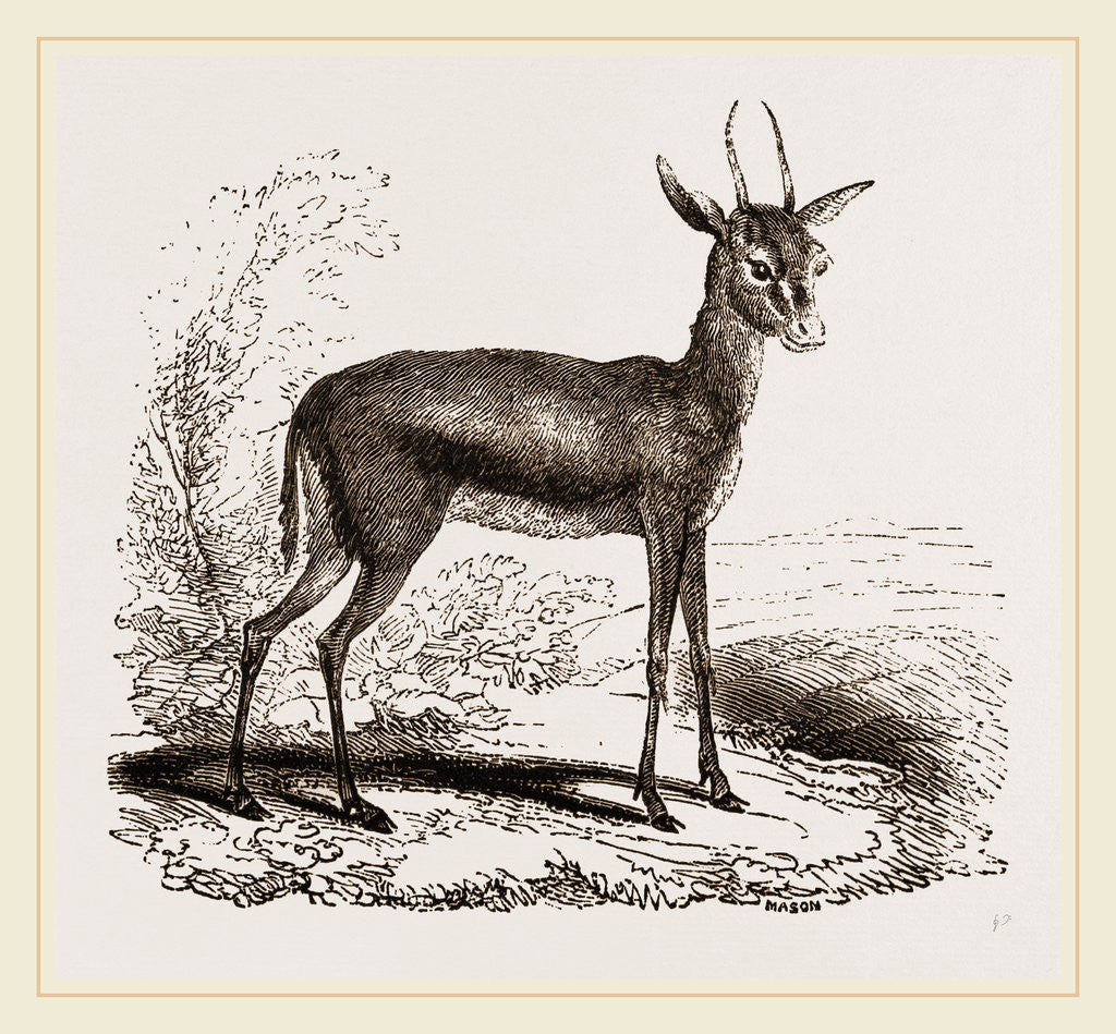 Detail of Dorcas Gazelle by Anonymous