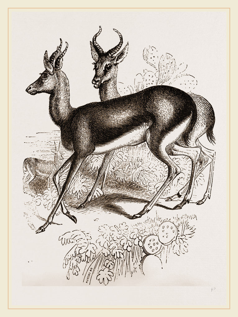 Detail of Ariel Gazelle by Anonymous