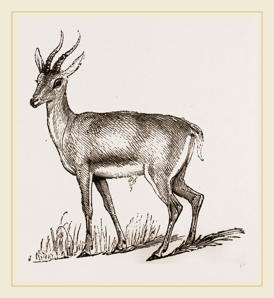 Detail of Ariel Gazelle by Anonymous