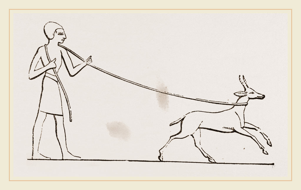 Detail of Gazelle caught in lasso Egyptian by Anonymous