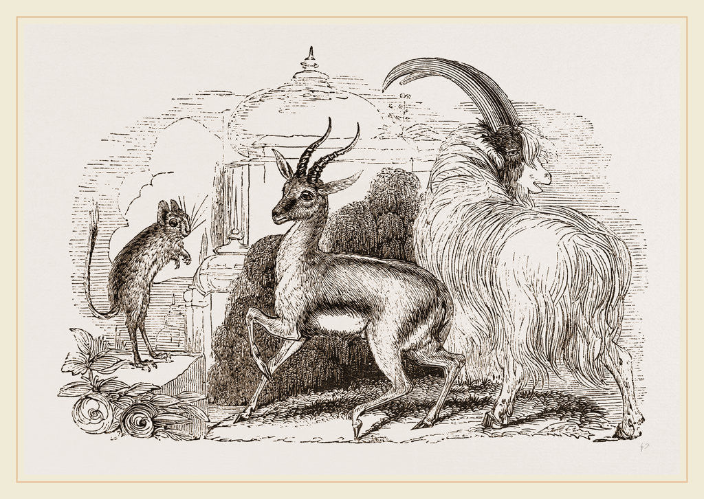 Detail of Ariel Gazelle by Anonymous