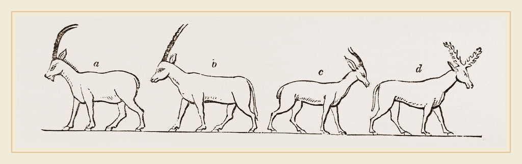 Detail of Animals from Egyptian sculptures by Anonymous