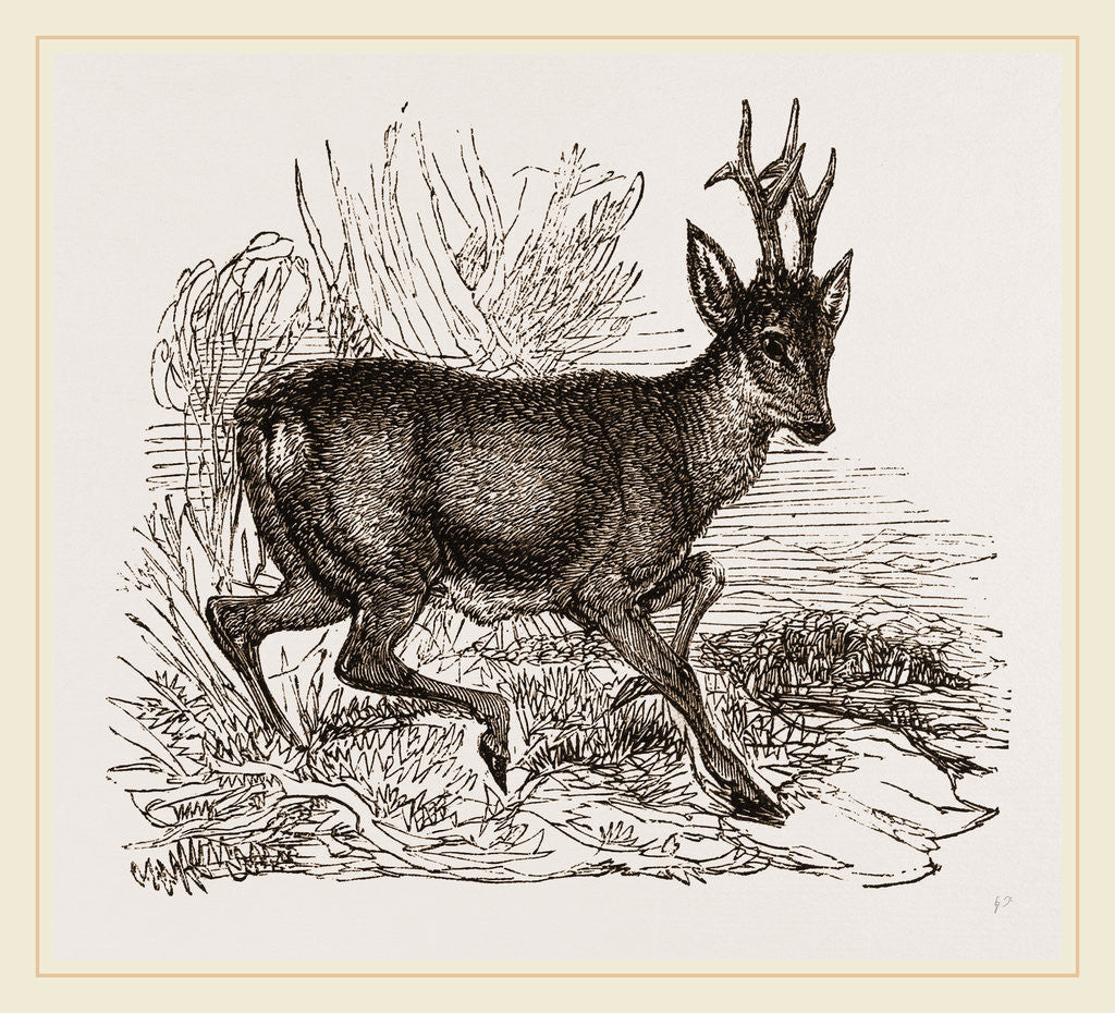 Detail of Roebuck by Anonymous