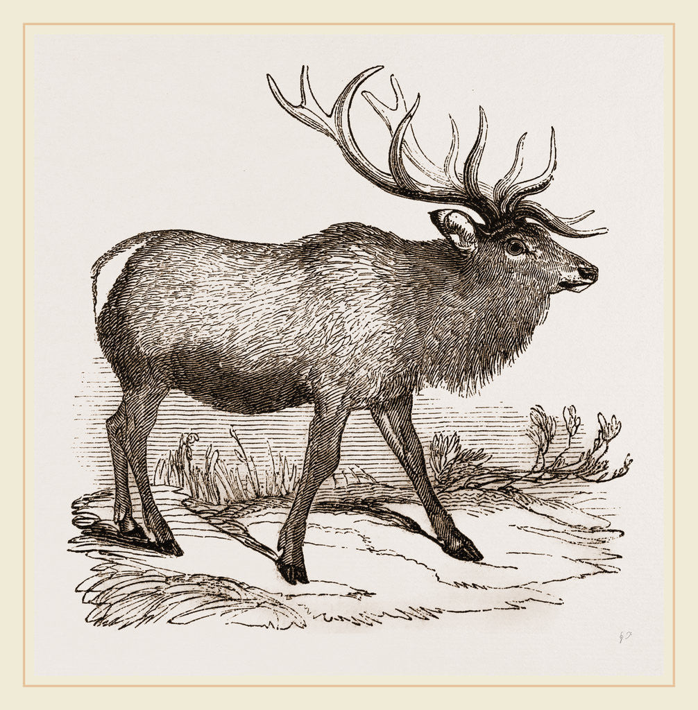 Detail of Wapiti by Anonymous