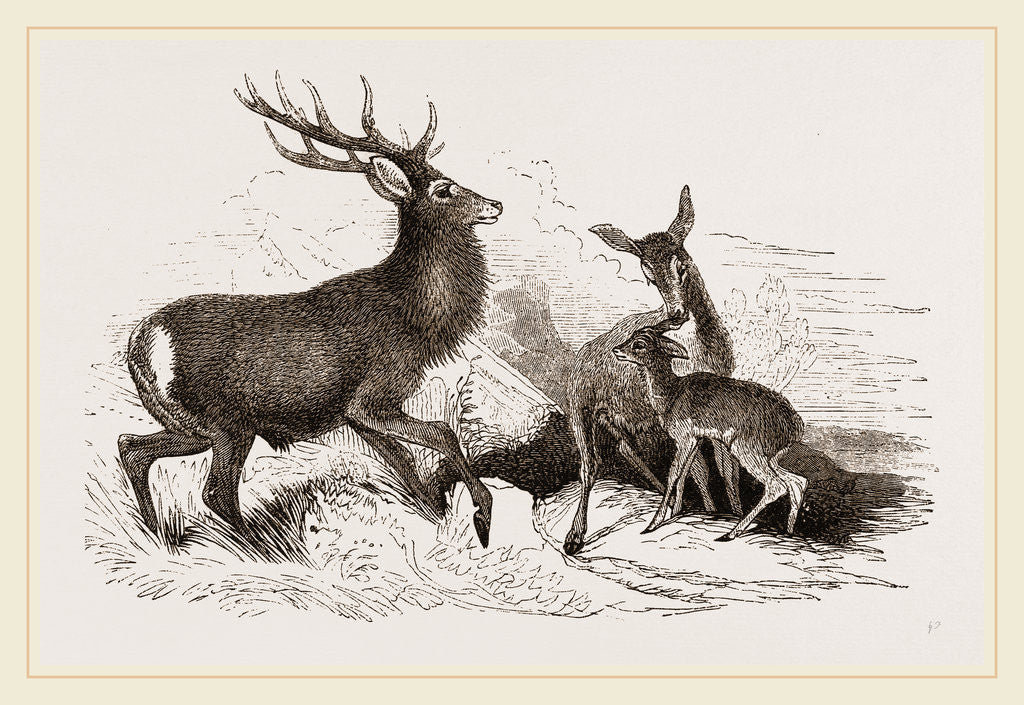 Detail of Red Deer by Anonymous