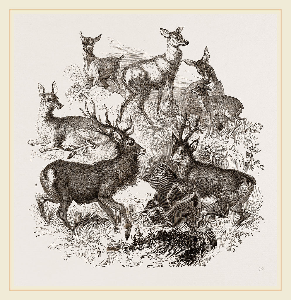 Detail of A Stag and the Roebuck by Anonymous