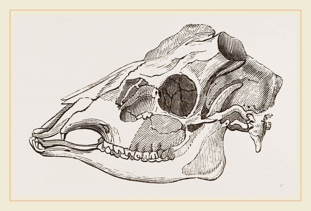 Detail of Skull of Sambur Deer by Anonymous