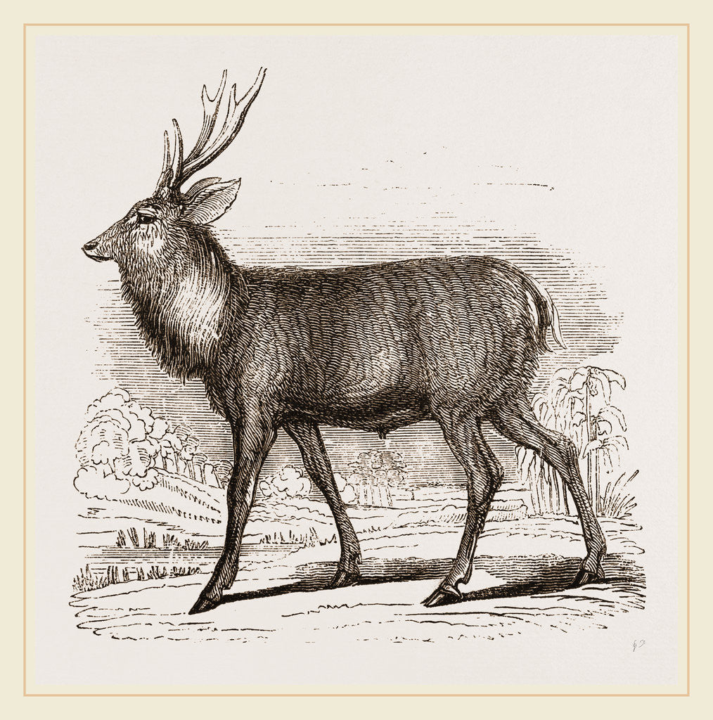 Detail of Sambur-Deer by Anonymous
