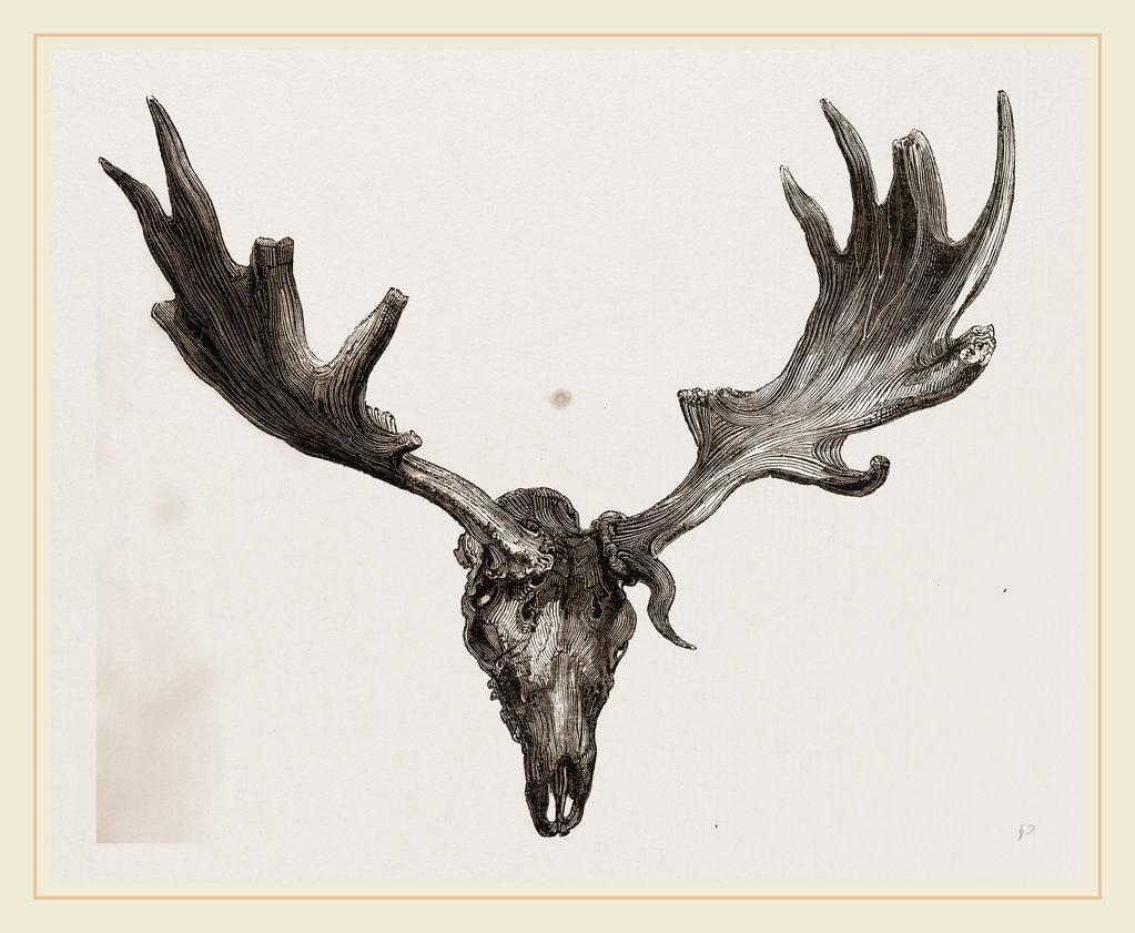 Detail of Fossil elk of Ireland by Anonymous
