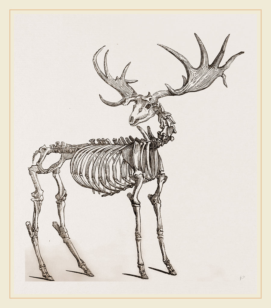 Detail of Skeleton of Fossil Elk by Anonymous