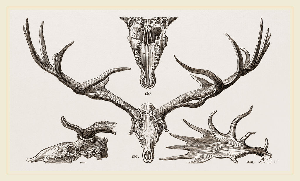 Detail of Fossil Elk by Anonymous