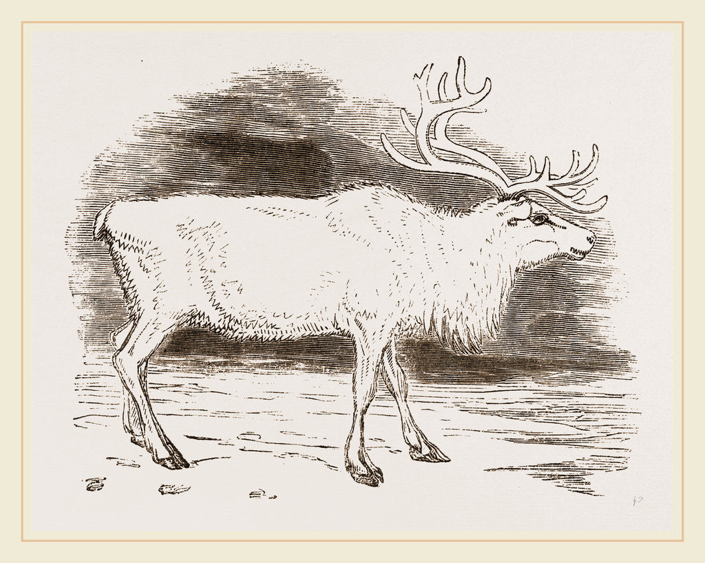 Detail of Rein-Deer by Anonymous