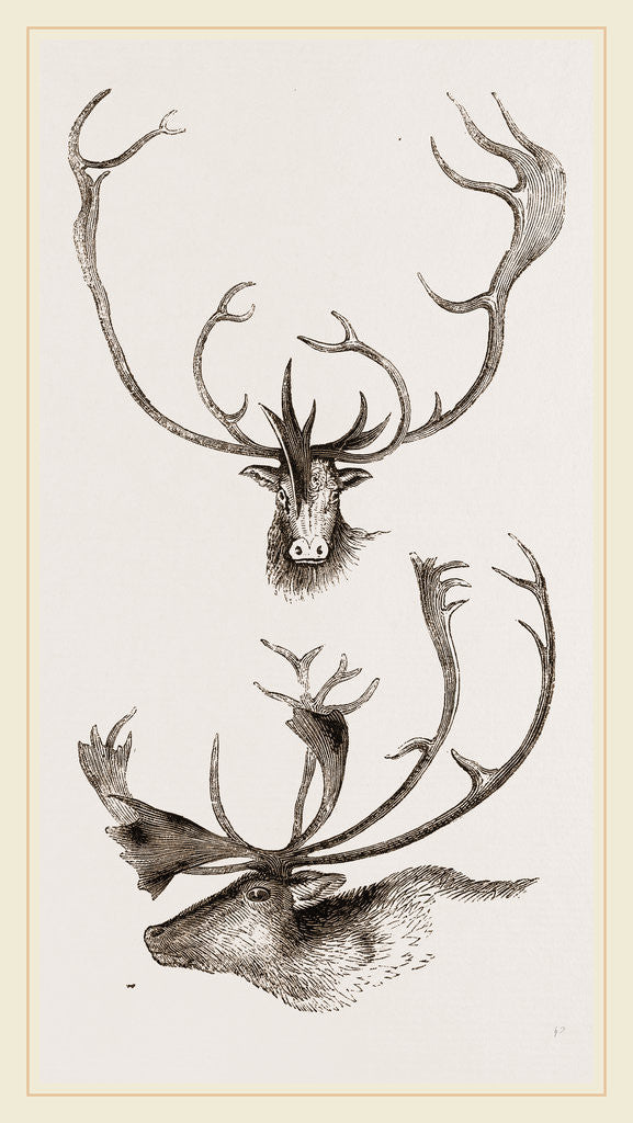 Detail of Horns of Carabous by Anonymous
