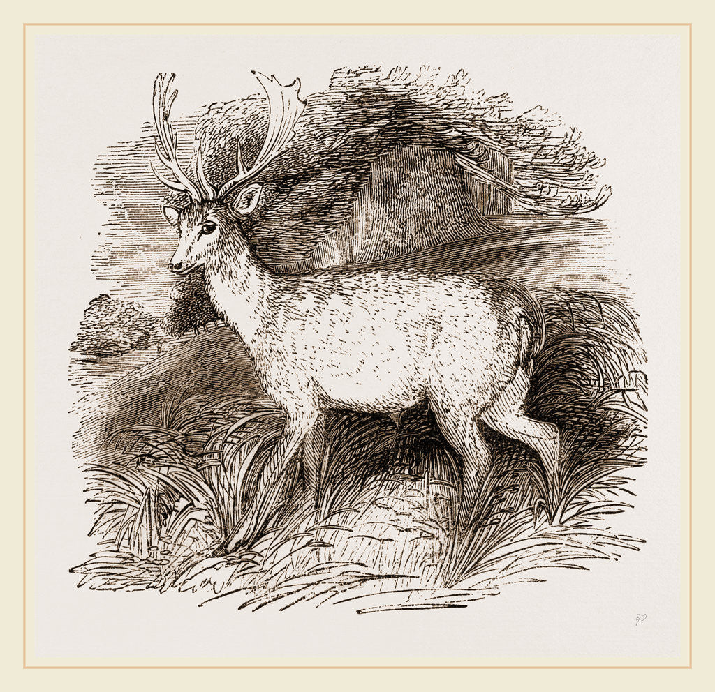 Detail of Fallow-Deer by Anonymous