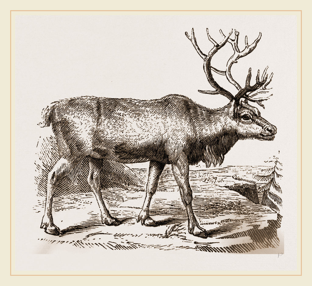 Detail of Rein Deer by Anonymous