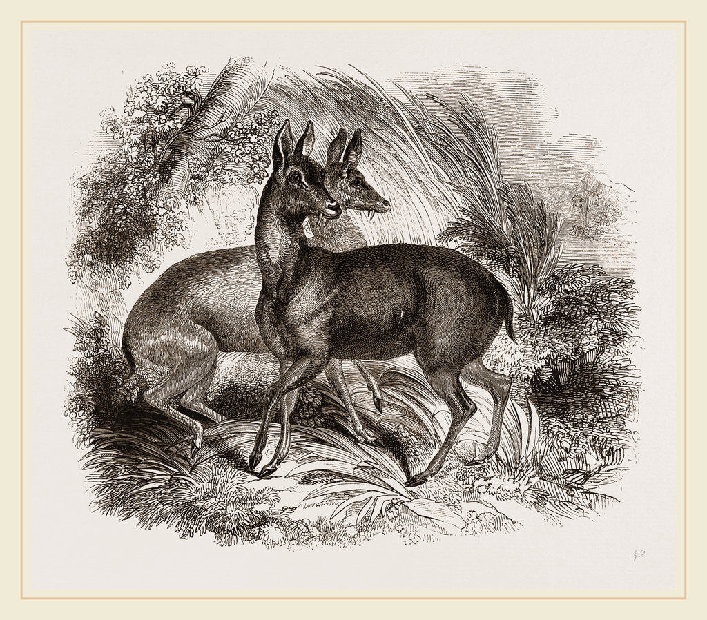 Detail of Musk-Deer by Anonymous