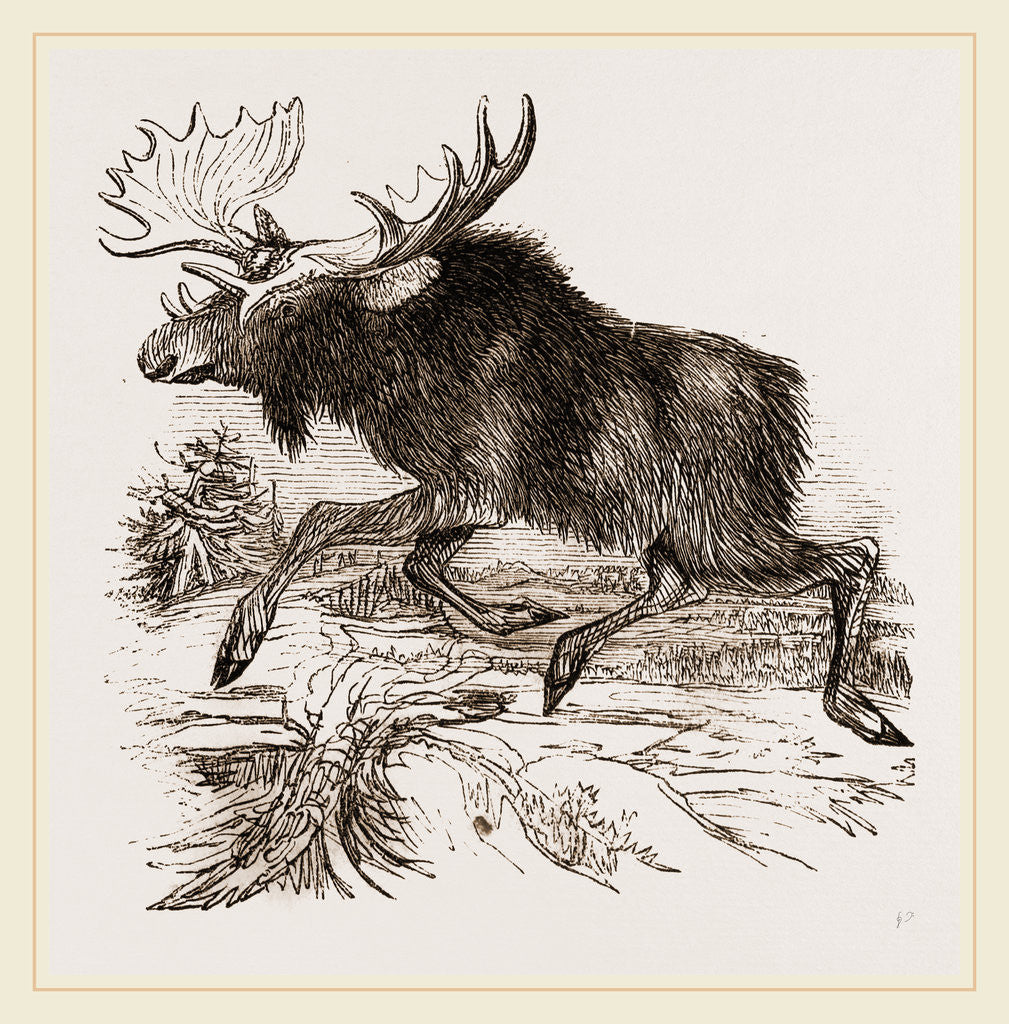 Detail of American Elk by Anonymous