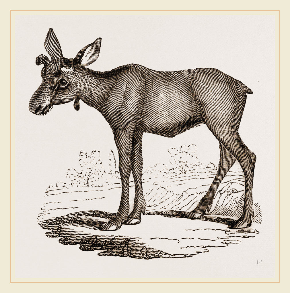 Detail of Moose-Deer by Anonymous