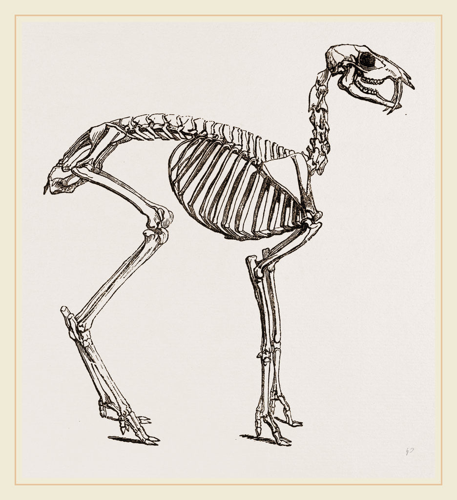 Detail of Skeleton of Musk-Deer by Anonymous