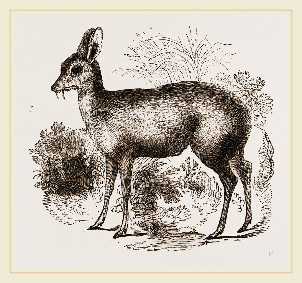 Detail of Musk-Deer by Anonymous