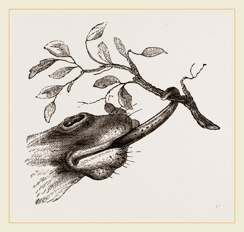 Detail of Mode of procuring food by Anonymous