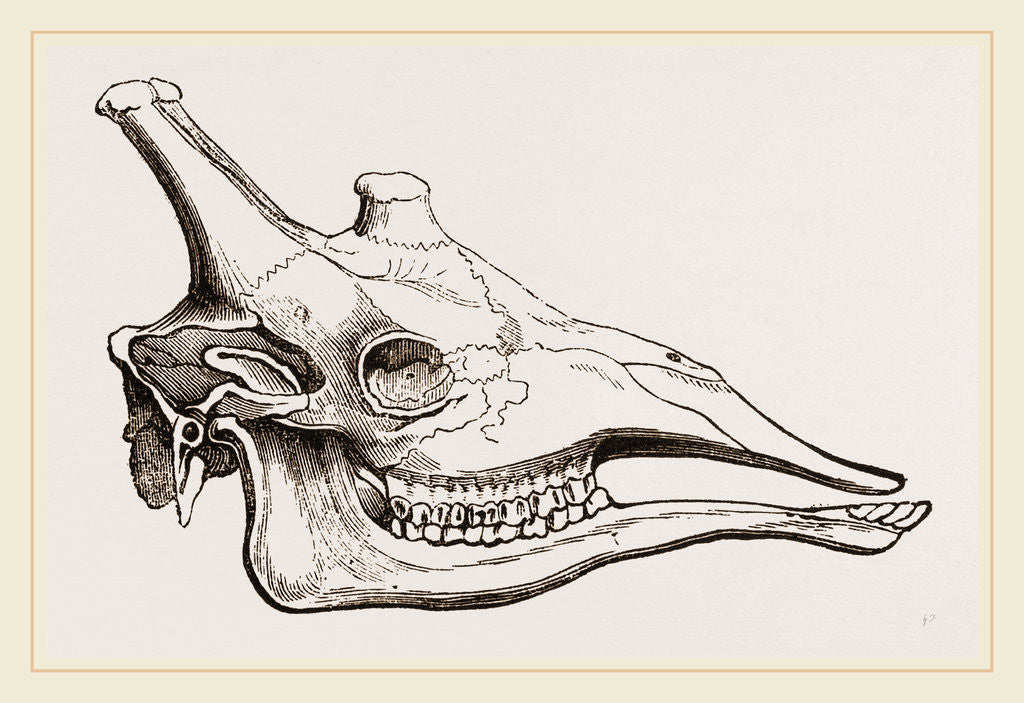 Detail of Skull of Giraffe by Anonymous