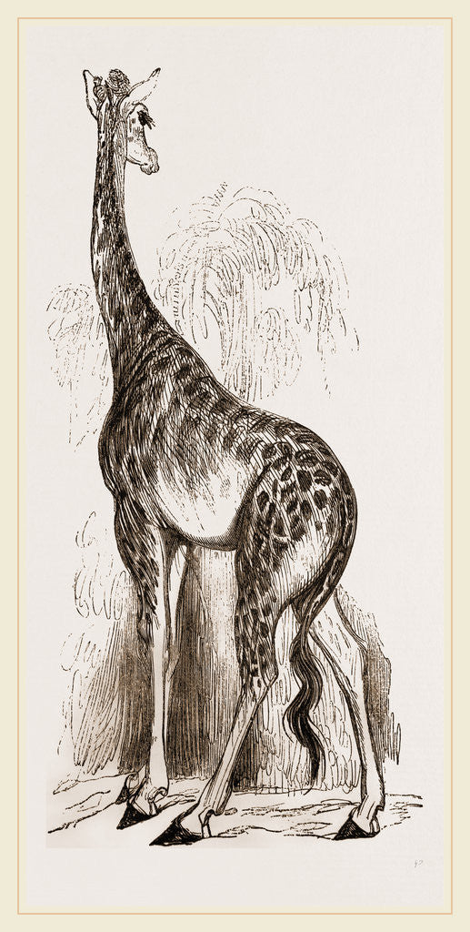 Detail of Giraffe by Anonymous