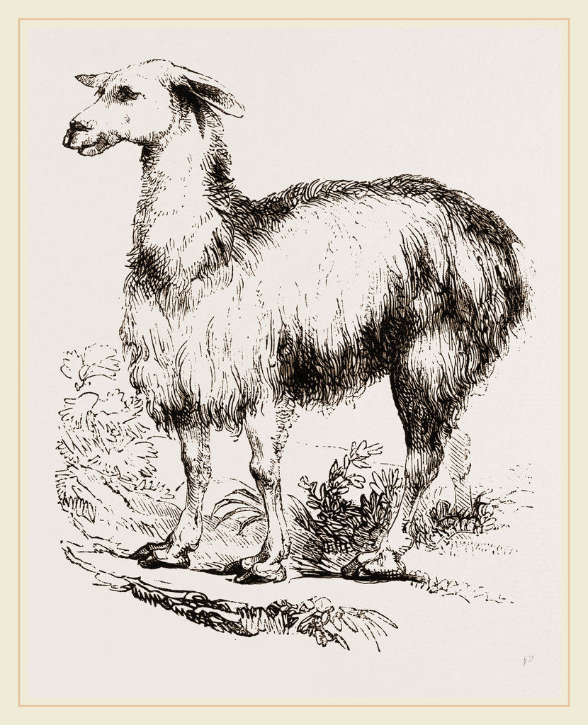 Detail of Tame Llama white by Anonymous