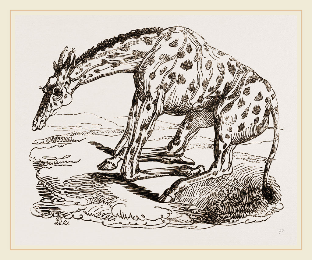 Detail of Giraffe about to lie down by Anonymous