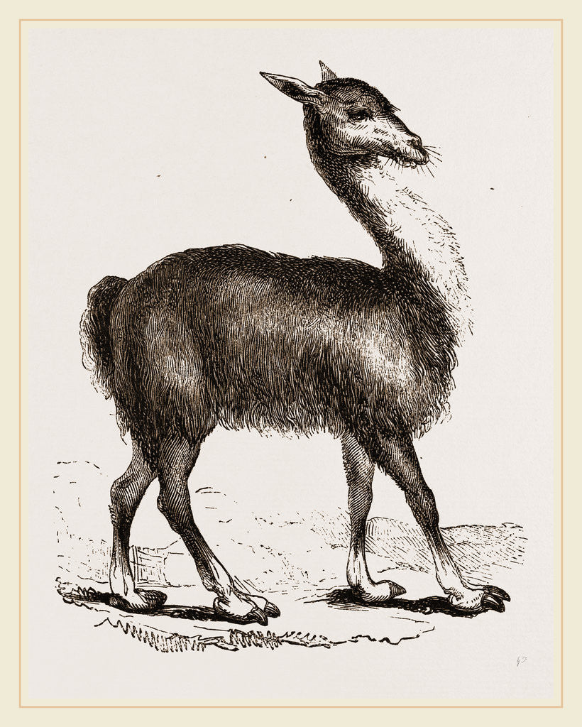 Detail of Guanaco by Anonymous