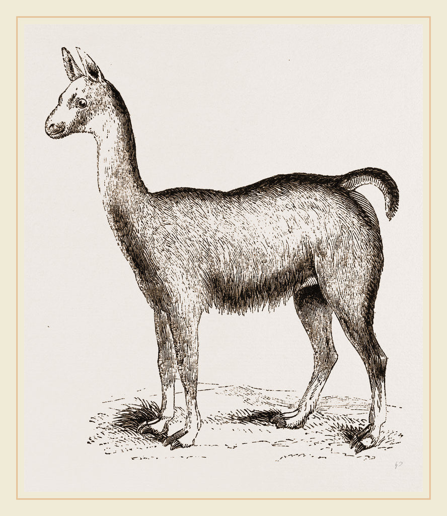 Detail of Ma1e Brown Wild Lliana or Guanaco by Anonymous