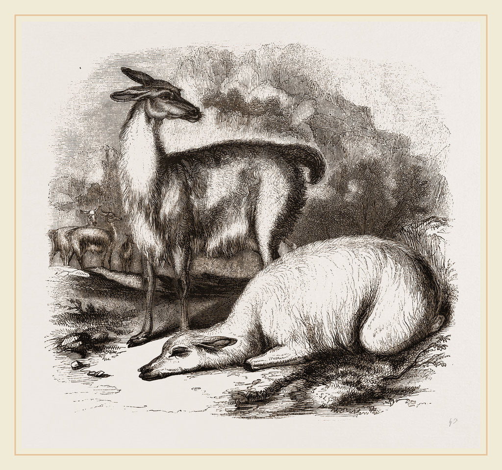 Detail of Guanaco and Tame White Llama by Anonymous