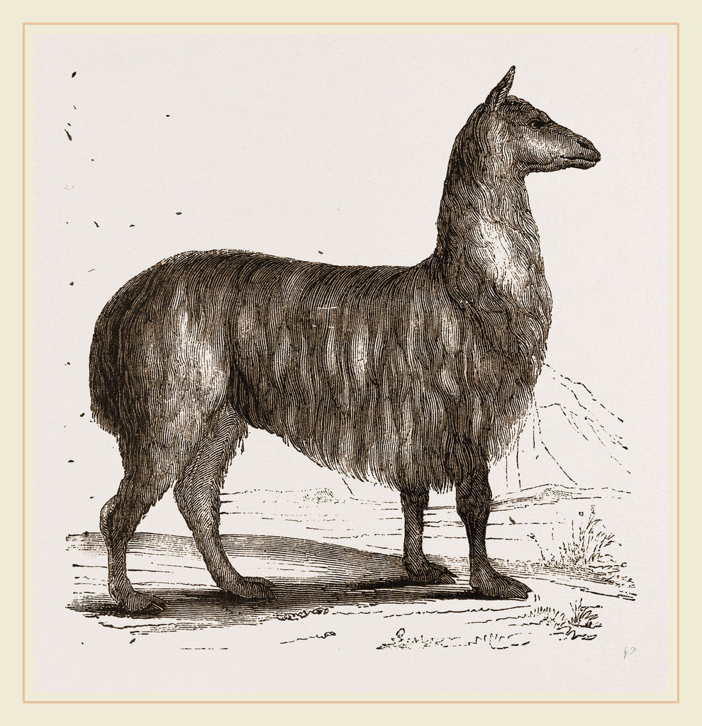 Detail of Paco by Anonymous