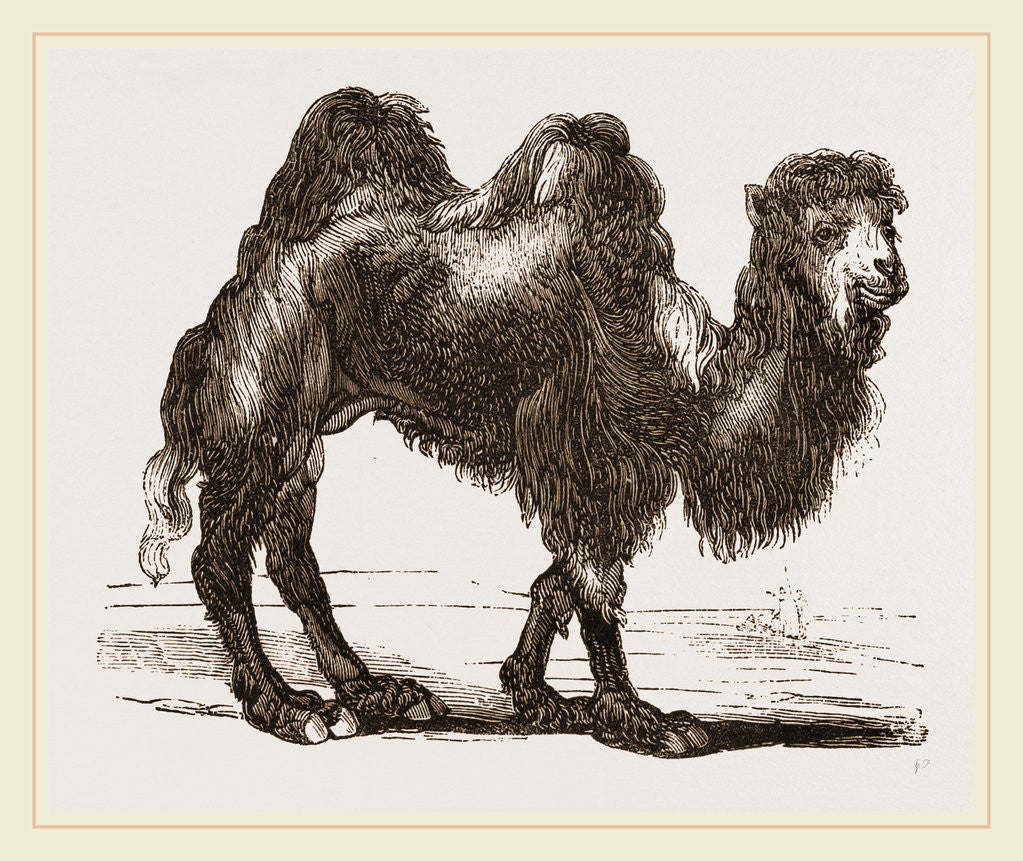 Detail of Bactrian Camel by Anonymous