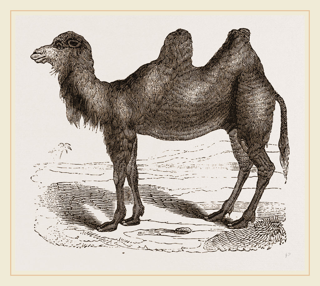 Detail of Bactrian Camel by Anonymous