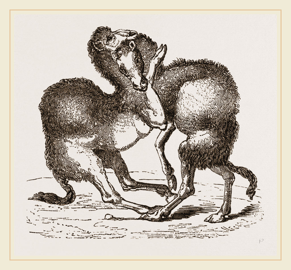 Detail of Camels fighting by Anonymous
